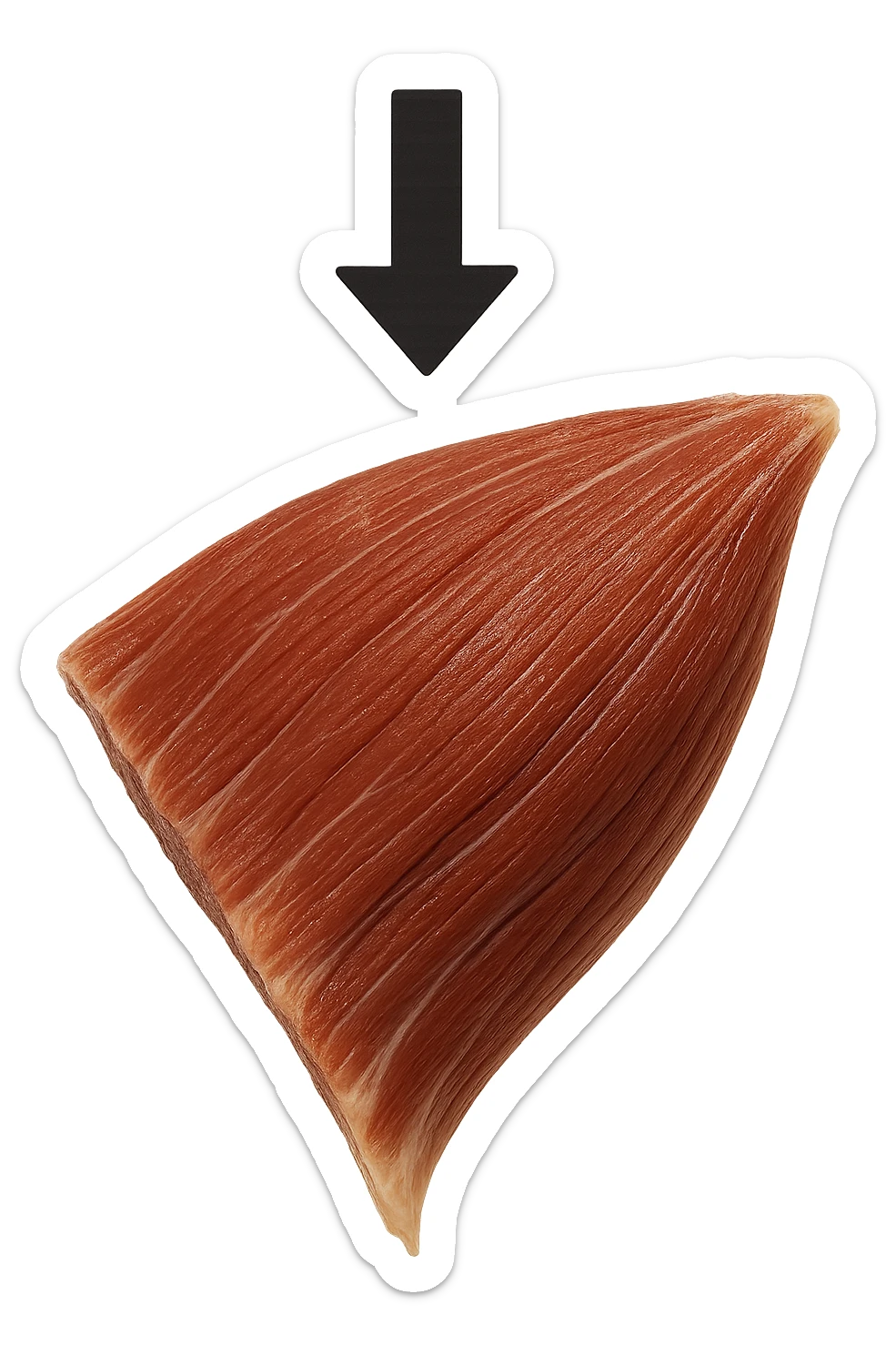 porzione di tessuto muscolare umano iperrealistico con freccia giù sticker
