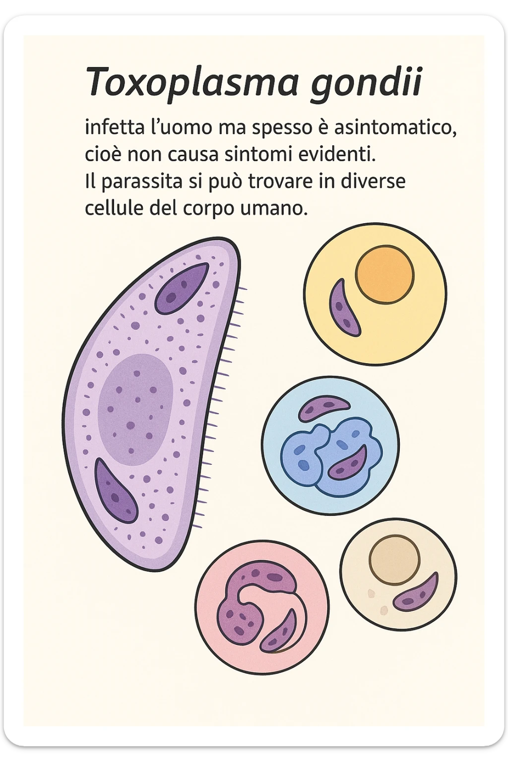 Toxoplasma gondii, infetta uomo ma non ha sintomi ed è asintomatico, tutto in italiano scritto sticker