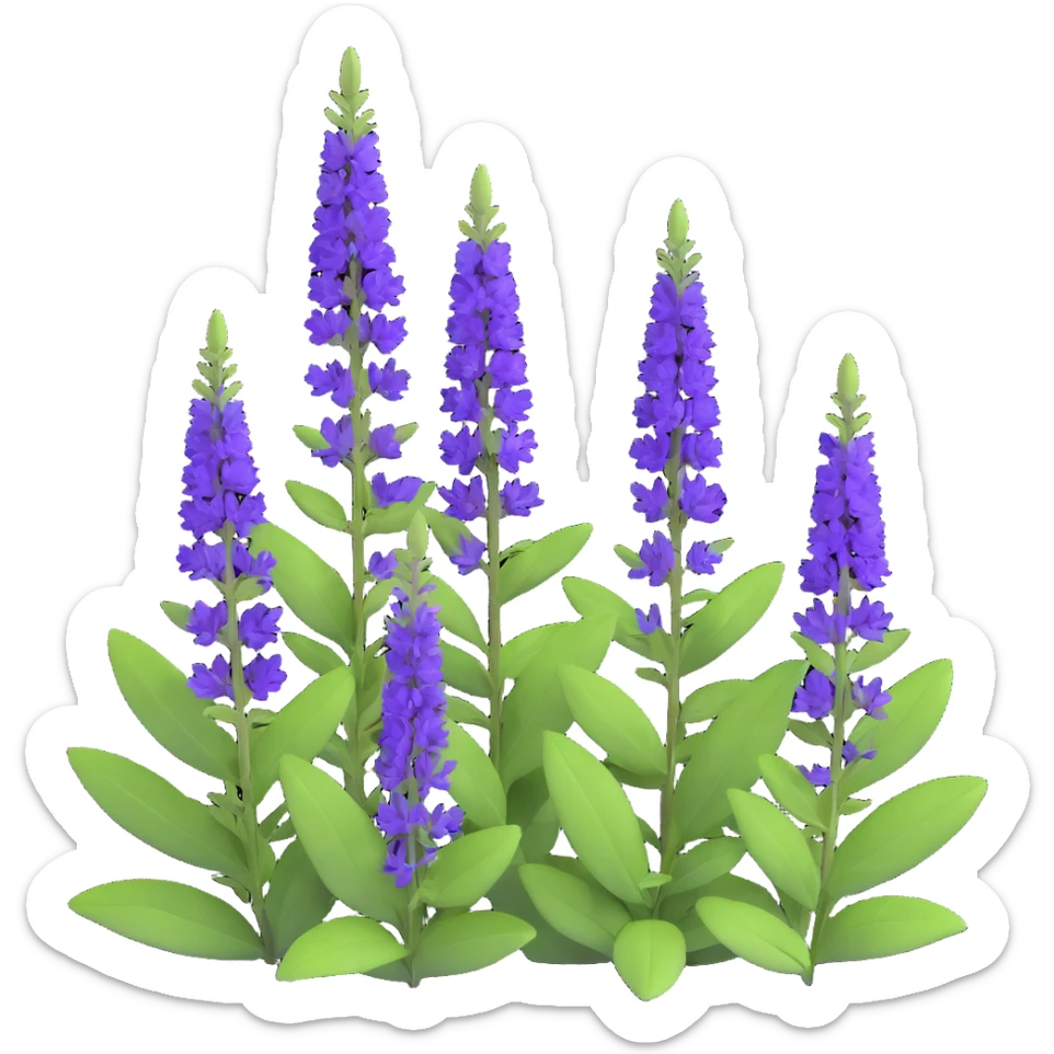 3D iOS style illustration of Salvia nemorosa, dense bush with upright purple flower spikes and green leaves, realistic and vibrant sticker