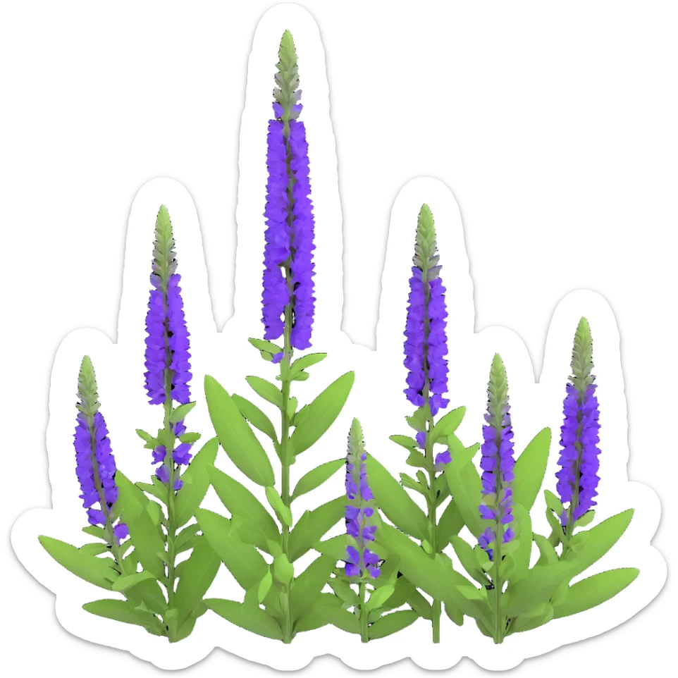 3D iOS style illustration of Salvia nemorosa (woodland sage) with upright purple flower spikes and green leaves, realistic and vibrant, on transparent background. sticker