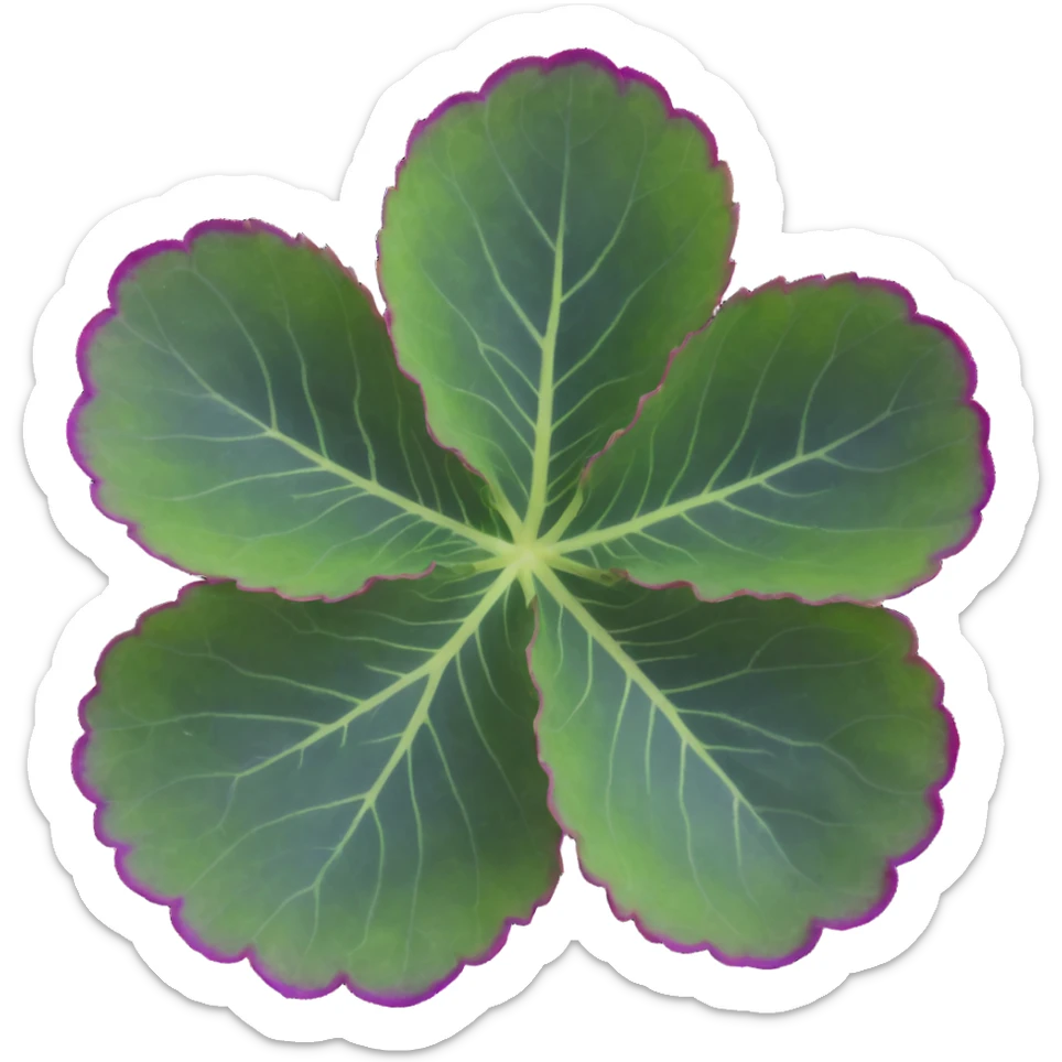 Close-up of Begonia Rex leaf center showing pronounced spiral pattern, dark green leaf with purple edges and white spots sticker