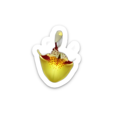  White cymbidium orchid sticker