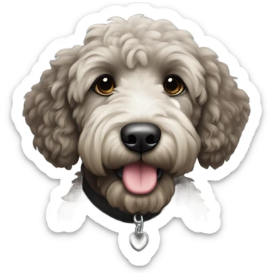 Black goldendoodle with white chest sticker