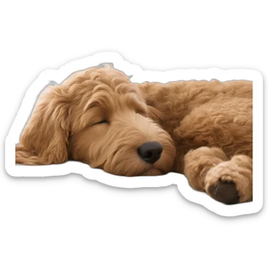 GoldenDoodle sleeping next to Indian girl sticker