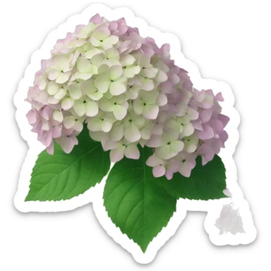 Limelight hydrangea sticker