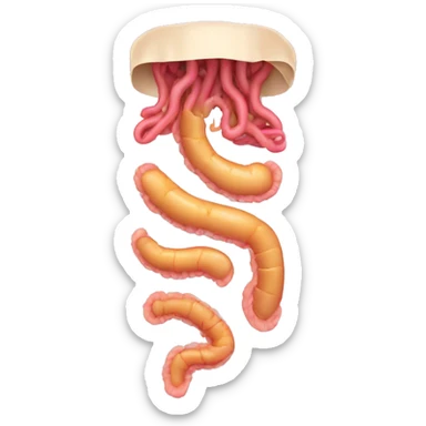 human digestive system sticker