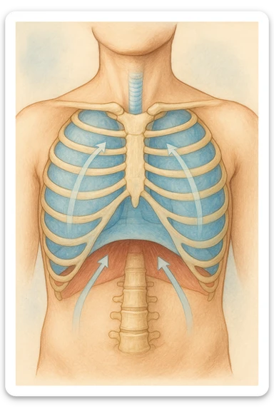 A realistic, high-quality anatomical illustration showing a human torso with visible rib cage and diaphragm. The ribs are shown in a decompressed, expanded state, allowing full lung expansion, while the diaphragm is depicted as relaxed and lowered, indicating deep, efficient breathing. Soft blue and warm tones highlight airflow and lung capacity, with light arrows illustrating the air movement during diaphragmatic breathing. The image conveys a sense of calm, openness, and optimal breathing mechanics, useful for physiotherapy, breathing education, and osteopathic learning contexts realistica sticker