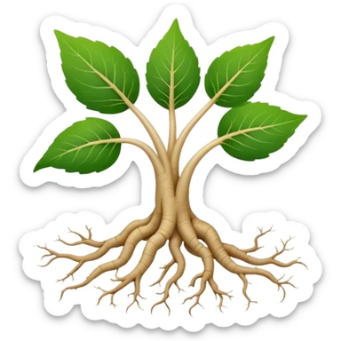 Realistic ginseng root with light beige skin and fine branching roots, two small green leaves on top, clean and minimal. sticker