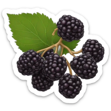 black mulberry sticker