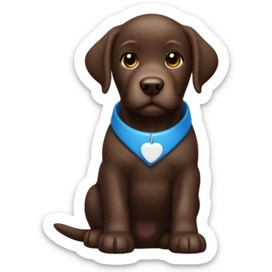 Chocolate labrador cute puppy with small white patch of fur on chest and blue small collar sticker