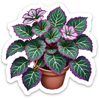 Top-down view of Begonia Rex plant showing spiral leaf patterns from above, dark green leaves with purple edges and white spots sticker