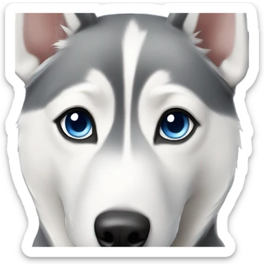 Grey Siberian Husky with blue eyes  sticker
