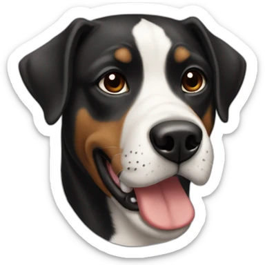 Black american stanford dog  with white chest sticker
