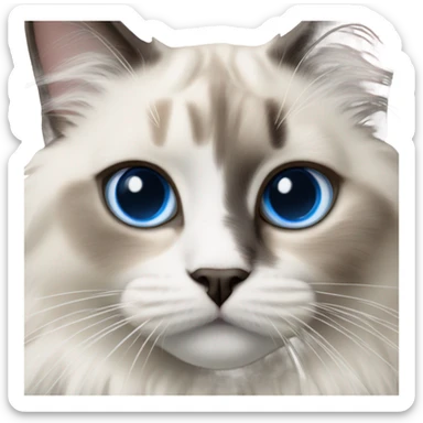 Realistic ragdoll cat with blue eyes  sticker