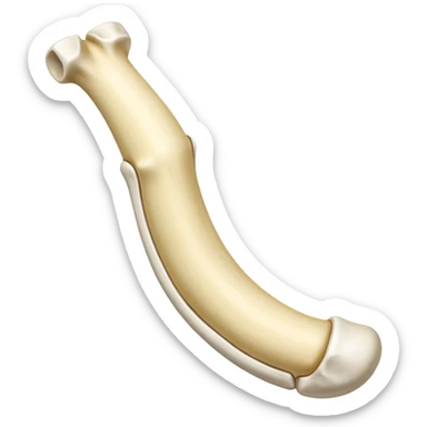 singular long anatomic bone sticker