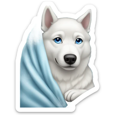 White husky with blue eyes wrapped in a blanket  sticker