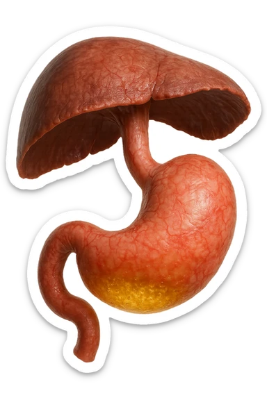 stomaco umano anatomico infiammato con acido giallo all'interno fluttua in aria insieme ad un diaframma umano, iperrealistico 4k, isolato su sfondo bianco sticker