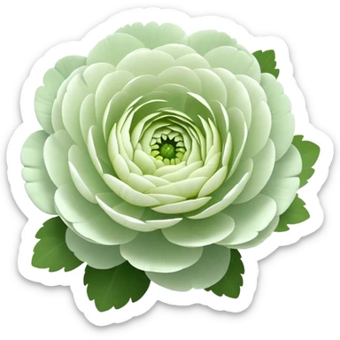 White and light green center Ranunculus cluster sticker