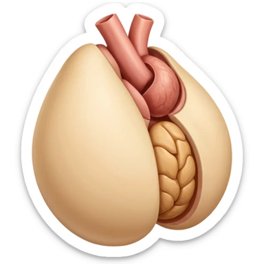 anatomically correct testicles sticker