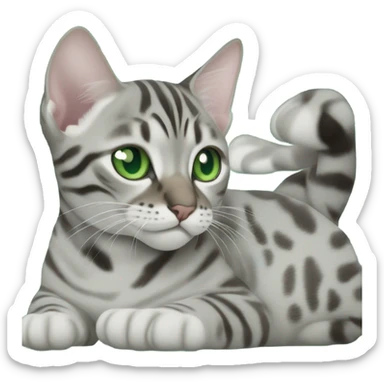 Grey bengal cat with green eyes in an ultrasound scan sticker