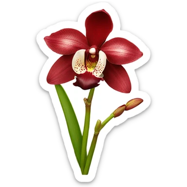 red cymbidium orchid sticker