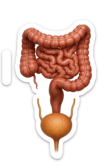 intestino e vescica anatomici realistici solo collegati verticalmente, iperrealistico 4k sticker