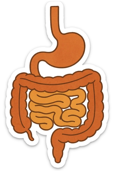 Anatomical illustration of the human digestive system, showing the stomach, small intestine, and large intestine. Smooth 3D style, soft shading, clean and simple design.
 sticker