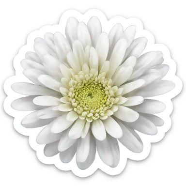White chrysanthemum ￼ sticker