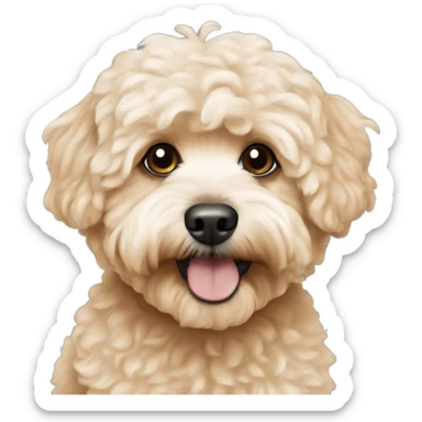 Apricot maltipoo  sticker