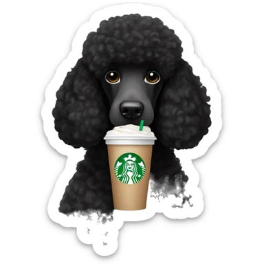 Black standard poodle holding a Starbucks drink sticker