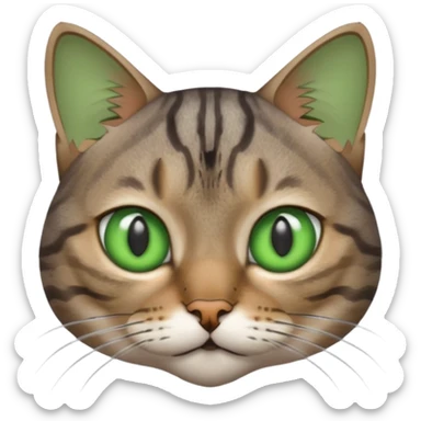 cat staring intensely sticker