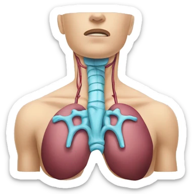 Thyroid anatomy  sticker