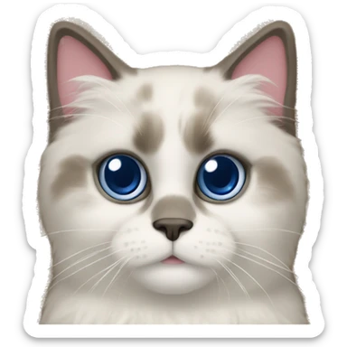 Ragdoll cat marking territory on the carpet sticker