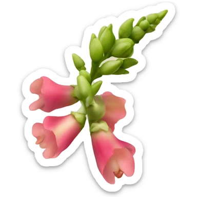Snap dragon seed pod flower sticker