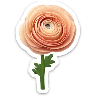 Ranunculus flower sticker