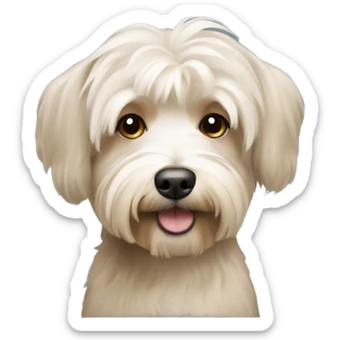 Short hair, beige Havanese dog sticker