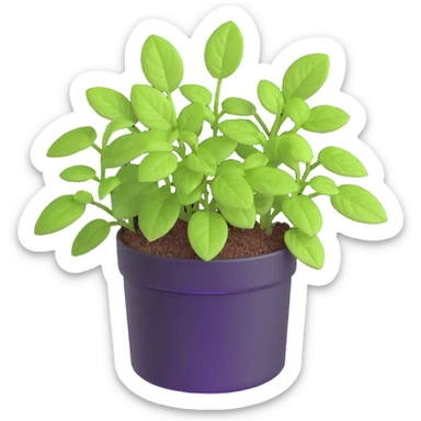 Small sprouts of Plectranthus Verticillatus with perfectly round leaves growing in a shiny metallic pot sticker
