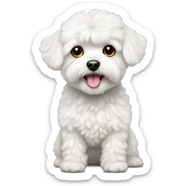 White maltipoo older sticker
