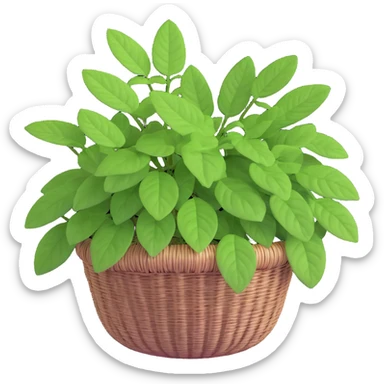 Plectranthus Verticillatus with trailing vines and extremely round circular penny-shaped leaves in a coconut fiber basket sticker