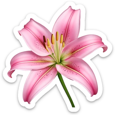 Pink lily flower sticker