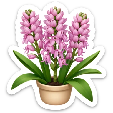 Pink hyacinth sticker