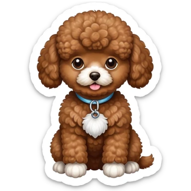 Brown toy poodle with white paws sticker