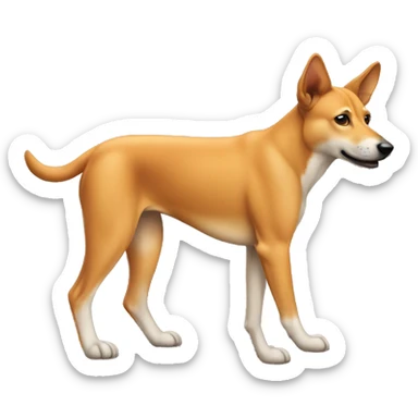 dog similar to a dingo, orange color, brownish snout, thick body, small head, thin tail, sticker