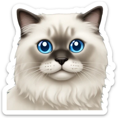 Fluffy seal.colorpoint ragdoll cat with  blue eyes sticker
