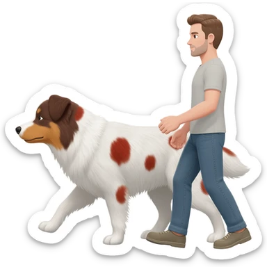 A man dog walker with an Aussie white with red and brown staines sticker