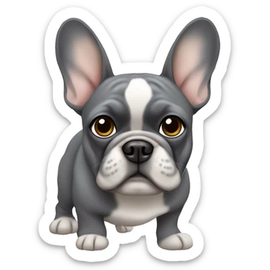 the French bulldog is gray in color with beige eyebrows and gray eyes sticker
