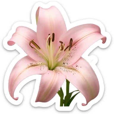 light pink lilium sticker