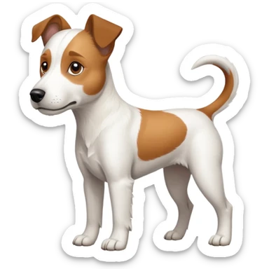 a full body large white parson russell terrier looking dog the size of a kelpie with light brown long ears and a light brown patch on one eye and a large snout sticker