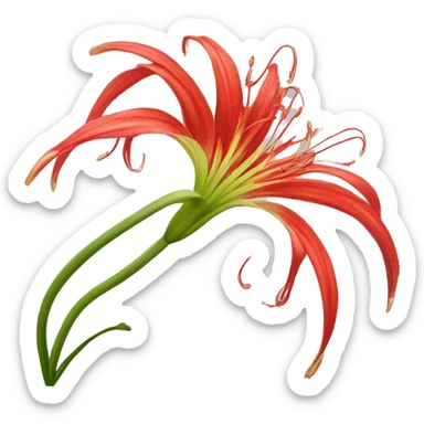 Red Spider Lilly flower  sticker