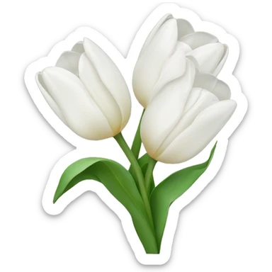 White tulips with a bow sticker